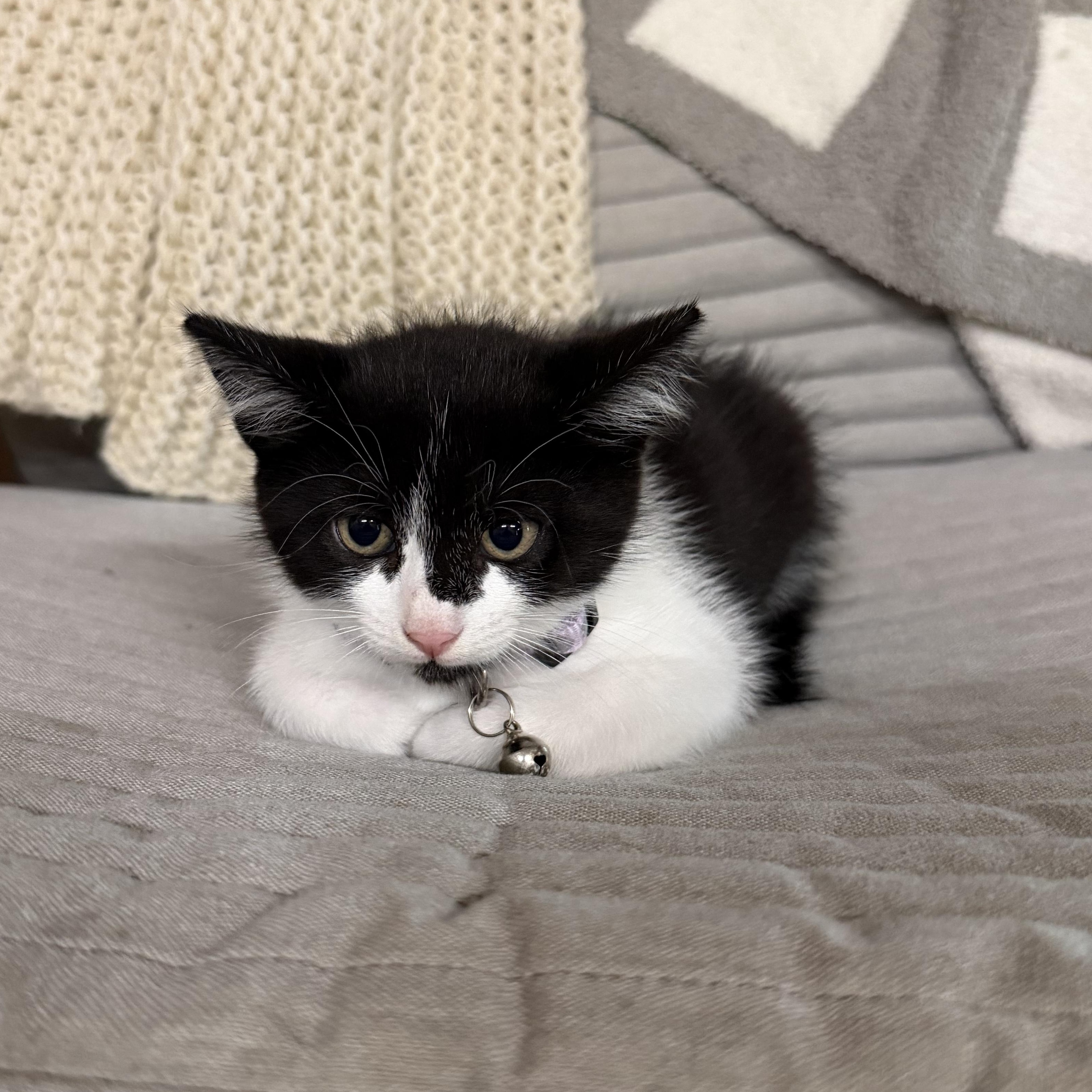 Enlarge Gucci, a Adoptable Domestic Medium Hair in Bryan, TX image 3/5