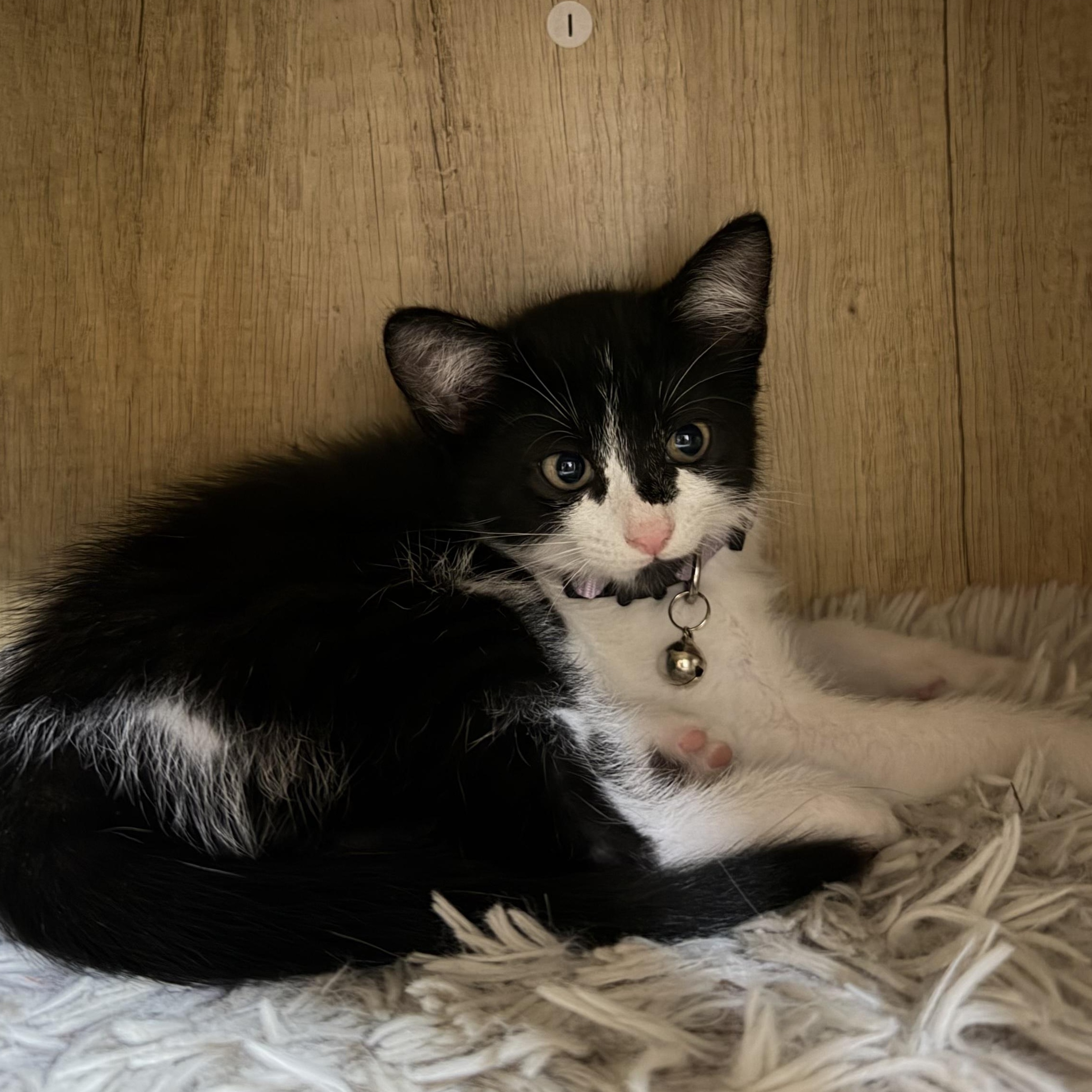 Enlarge Gucci, a Adoptable Domestic Medium Hair in Bryan, TX image 4/5