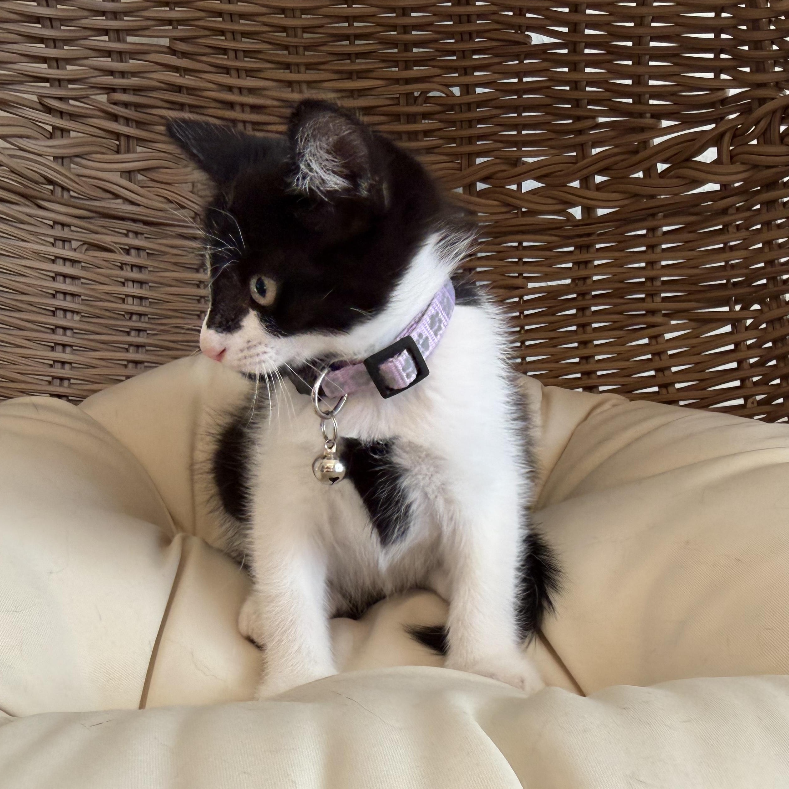 Enlarge Gucci, a Adoptable Domestic Medium Hair in Bryan, TX image 2/5