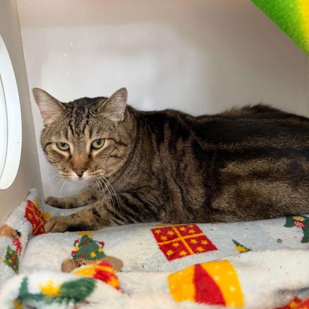 Rodrick, Adoptable, Adult Male Domestic Short Hair.