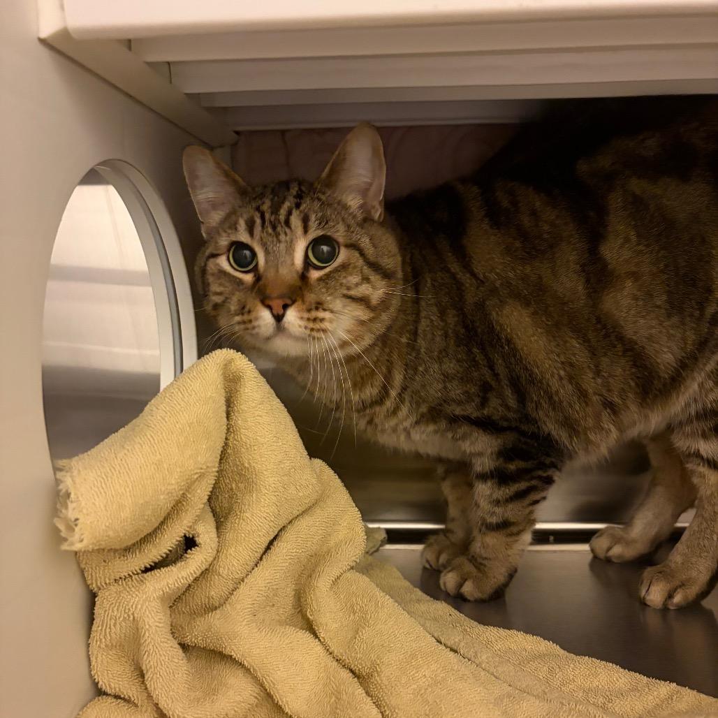 Rodrick, a Adoptable Domestic Short Hair in Council Bluffs, IA image 2/2