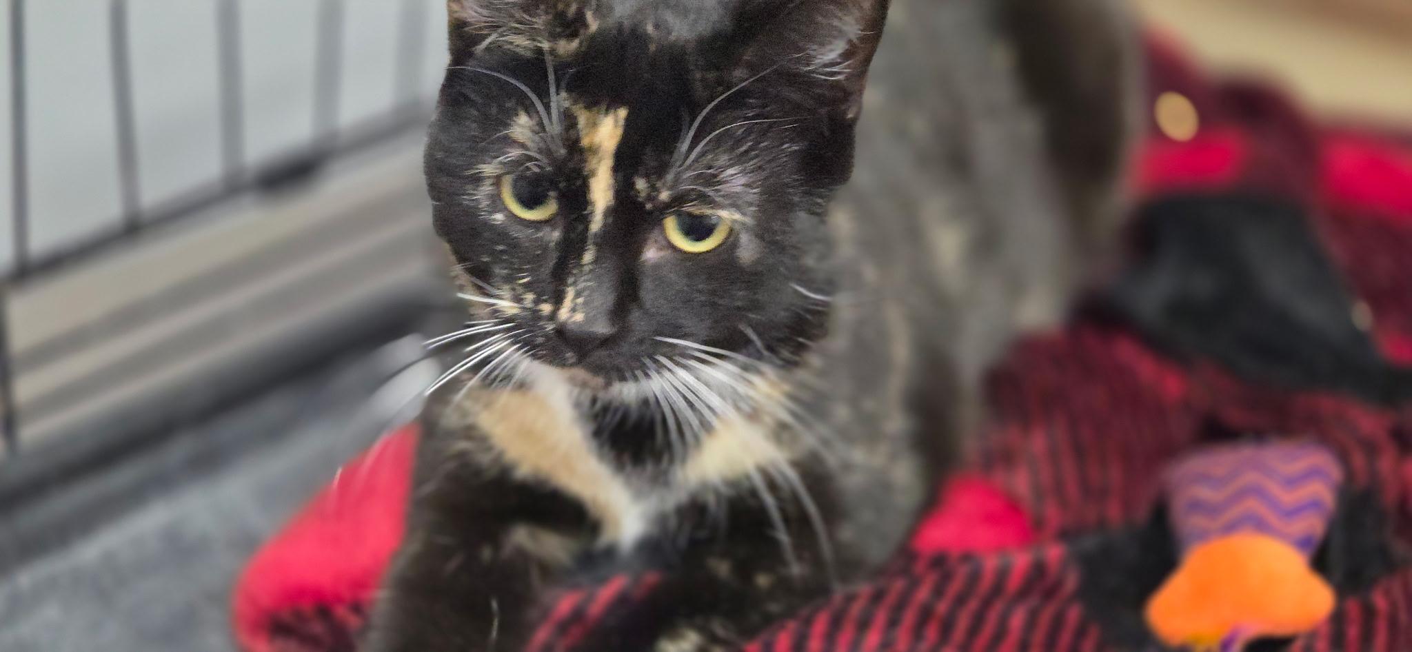 Enlarge Selena, an adopted Domestic Short Hair in Hartville, OH image 2/3