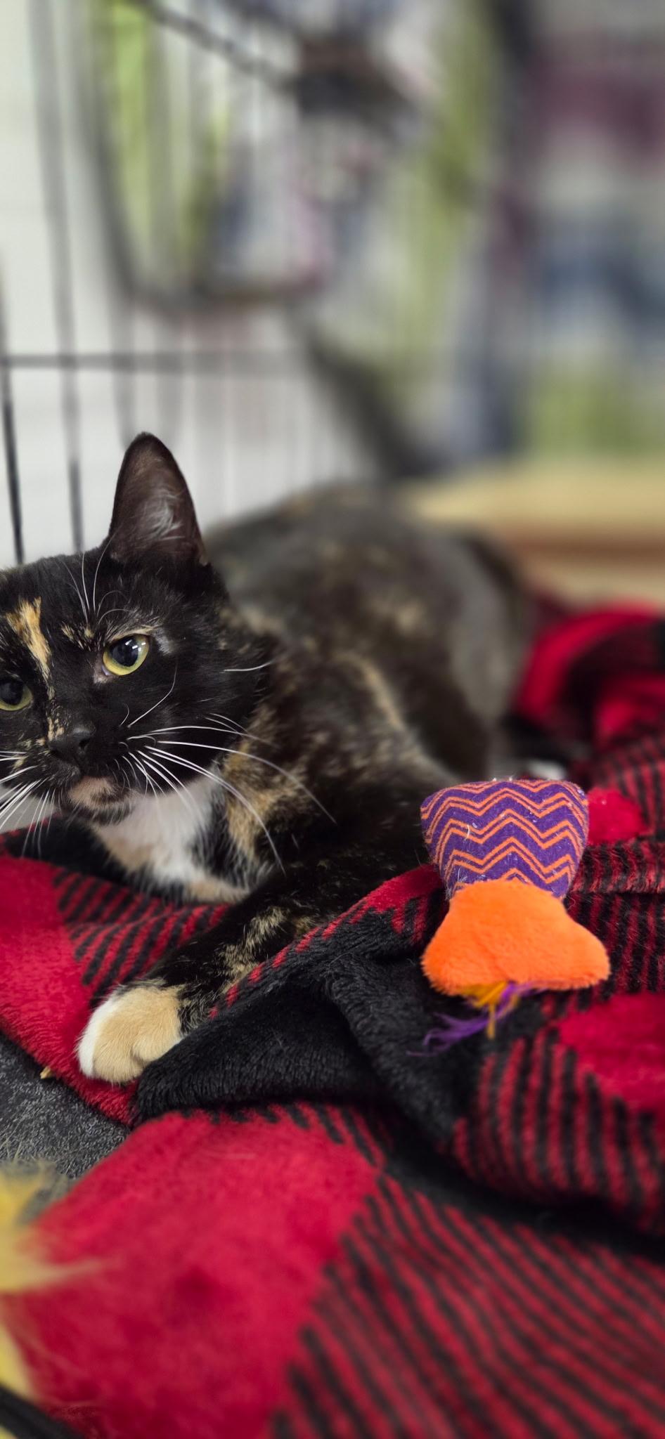 Enlarge Selena, an adopted Domestic Short Hair in Hartville, OH image 3/3