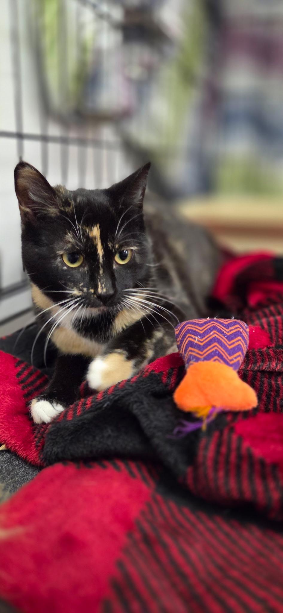 Enlarge Selena, an adopted Domestic Short Hair in Hartville, OH image 1/3