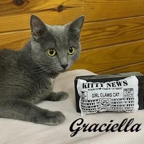 Enlarge Graciella - affectionate, playful, and athletic sweet girl , an adoptable Domestic Short Hair in Southern Pines, NC image 1/3