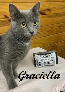 Enlarge Graciella - affectionate, playful, and athletic sweet girl , an adoptable Domestic Short Hair in Southern Pines, NC image 3/3