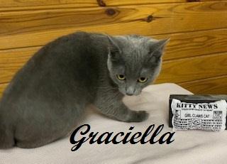 Enlarge Graciella - affectionate, playful, and athletic sweet girl , an adoptable Domestic Short Hair in Southern Pines, NC image 2/3