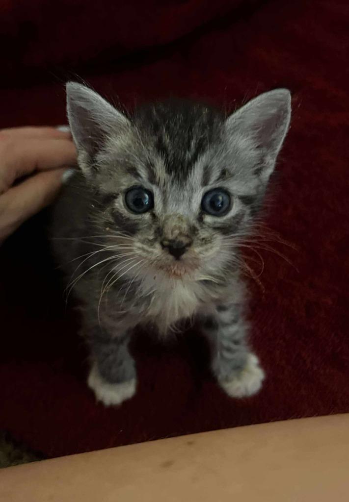 Enlarge Ursa, a Adoptable mixed breed in San Jacinto, CA image 1/2