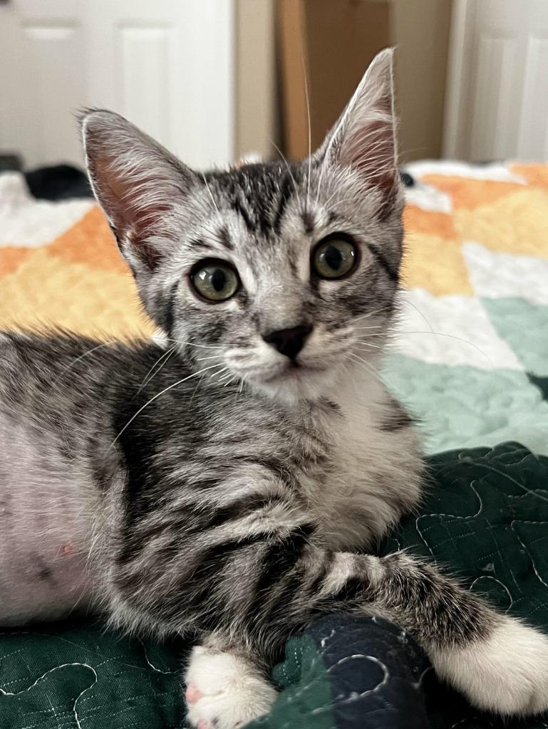 Enlarge Ursa, a Adoptable mixed breed in San Jacinto, CA image 2/2