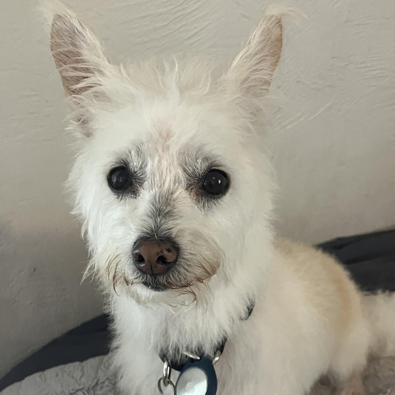 Kaylee, Adoptable, Senior Female West Highland White Terrier / Westie & Maltese.