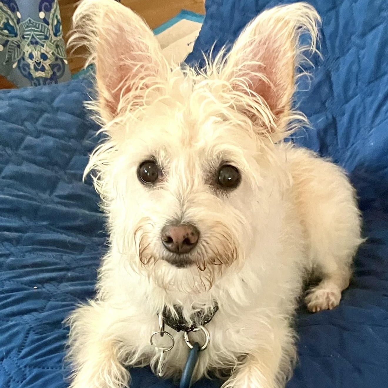 Enlarge Kaylee, a Adoptable mixed breed in Santa Monica, CA image 2/4