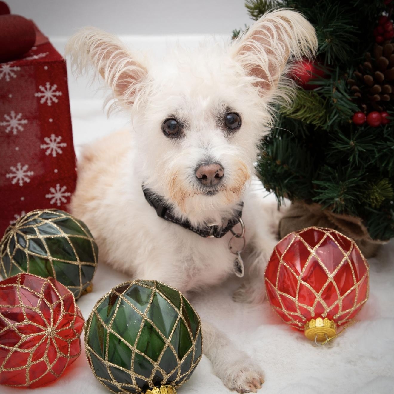 Enlarge Kaylee, a Adoptable mixed breed in Santa Monica, CA image 3/4