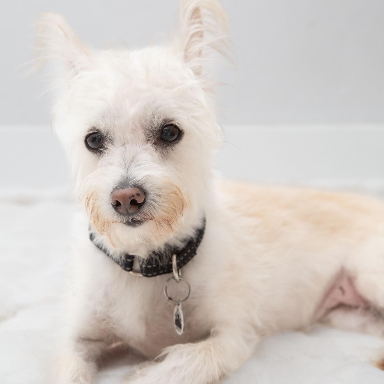 Enlarge Kaylee, a Adoptable mixed breed in Santa Monica, CA image 4/4