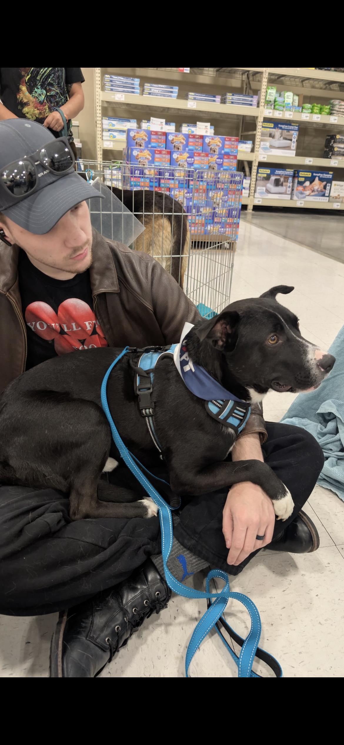Enlarge Lucky, a ADOPTABLE mixed breed in Hamden, CT image 1/6