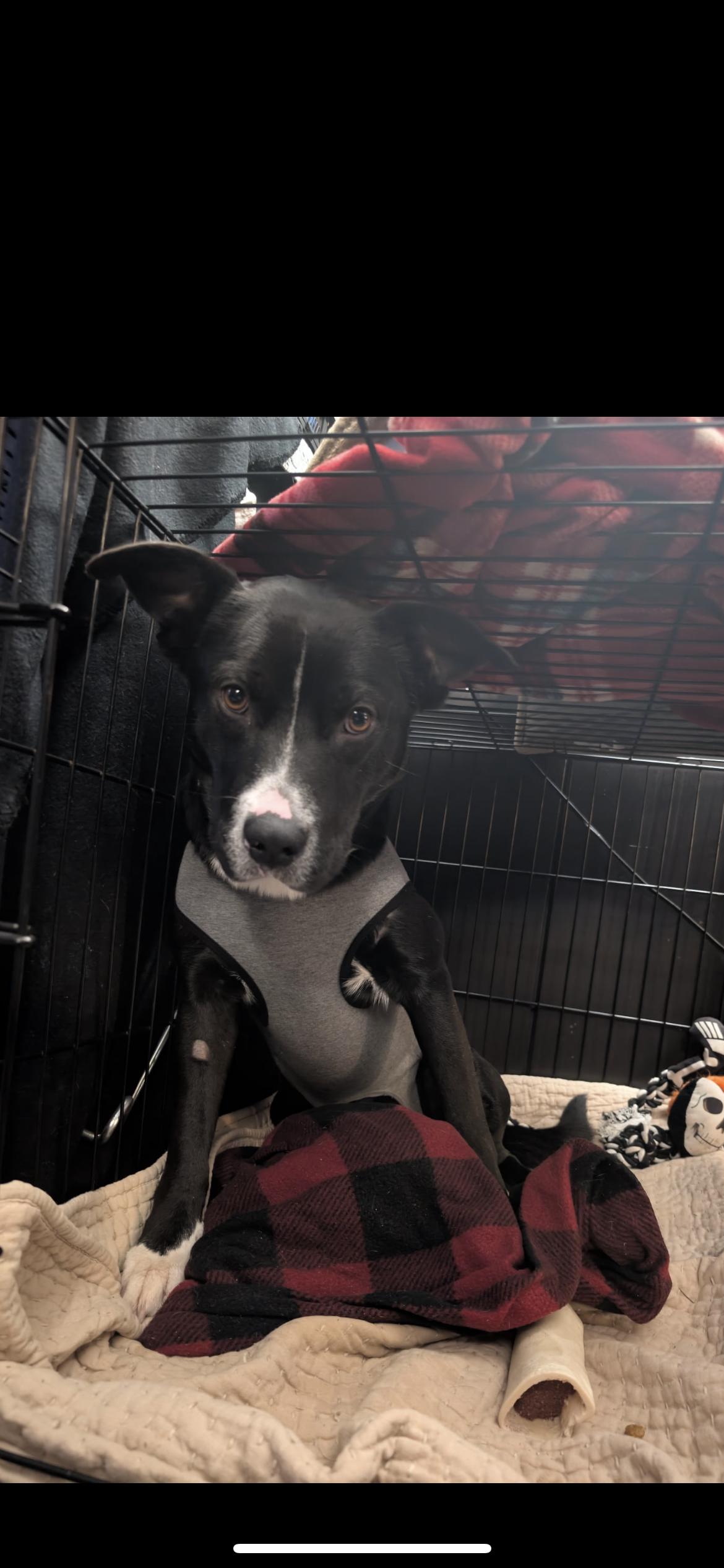Enlarge Lucky, a ADOPTABLE mixed breed in Hamden, CT image 3/6