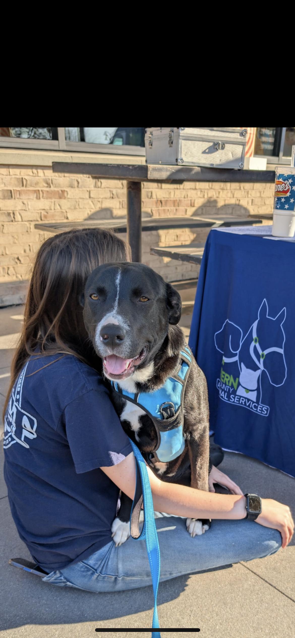Enlarge Lucky, a ADOPTABLE mixed breed in Hamden, CT image 6/6