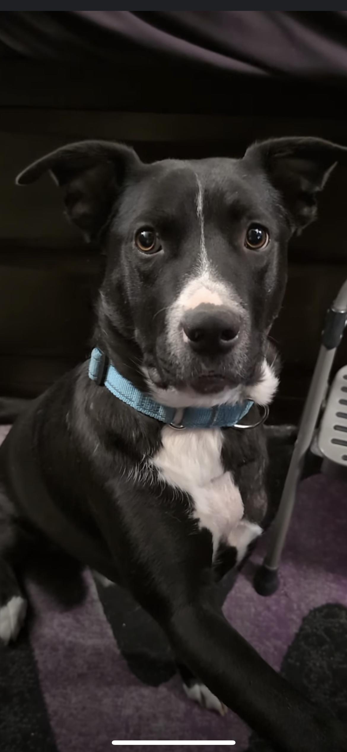 Enlarge Lucky, a ADOPTABLE mixed breed in Hamden, CT image 2/6