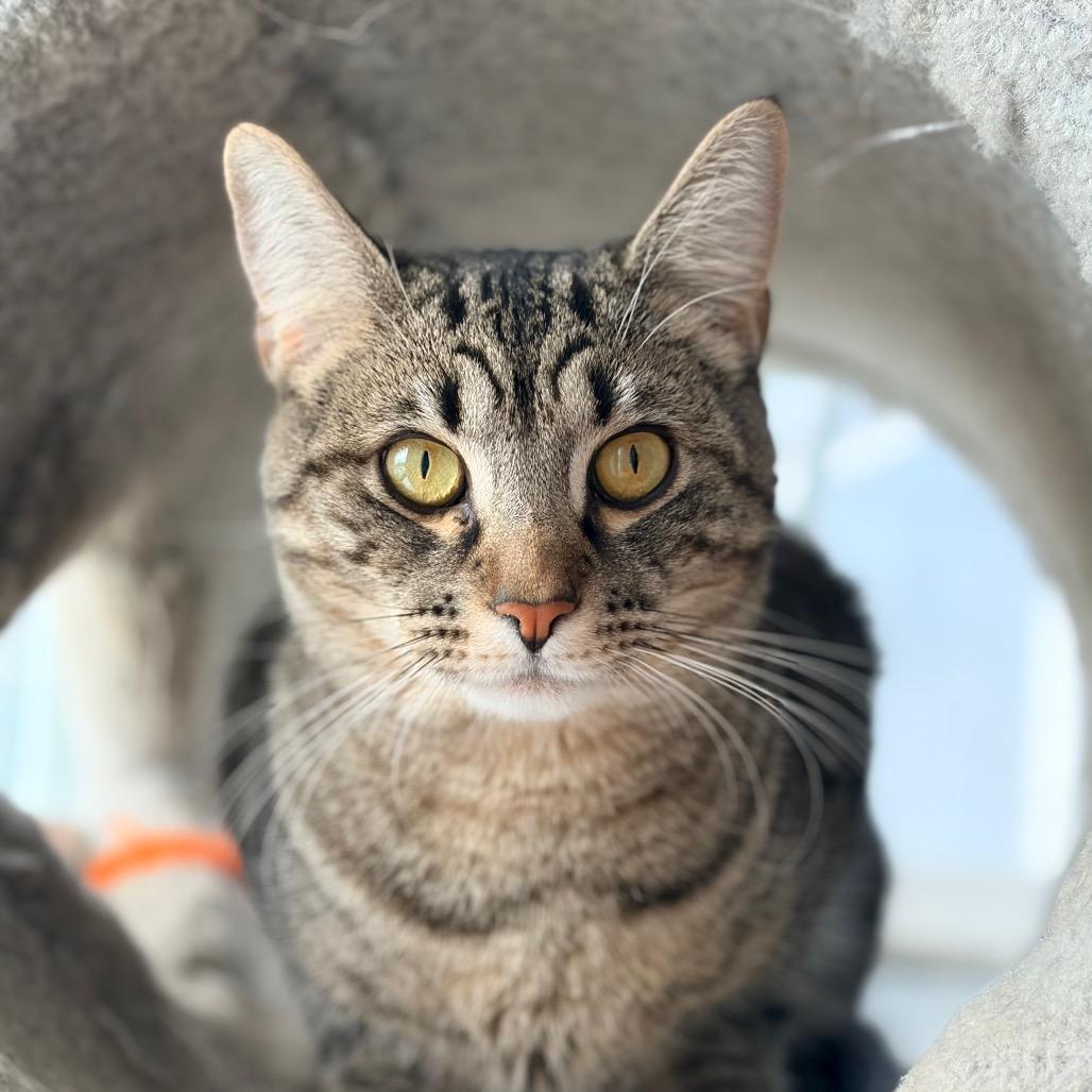 Little Man, Adoptable, Young Male Domestic Short Hair.