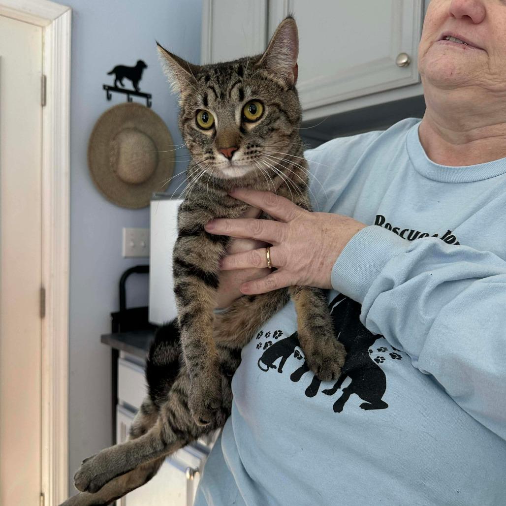 Enlarge Little Man, a Adoptable Domestic Short Hair in Aldie, VA image 2/3