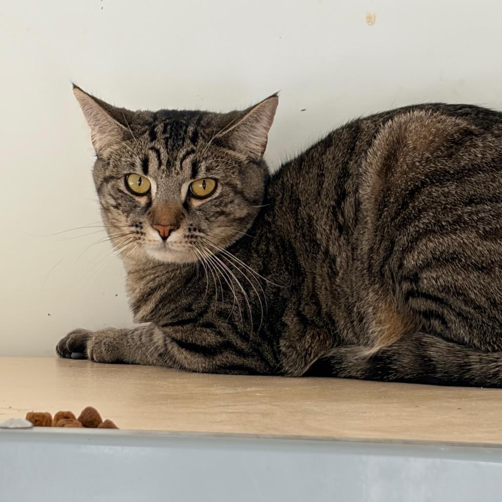 Enlarge Little Man, a Adoptable Domestic Short Hair in Aldie, VA image 3/3