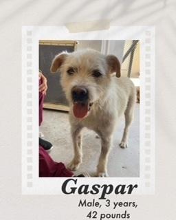 Enlarge Gasper, a Adoptable mixed breed in Puerto Penasco, SON image 2/4