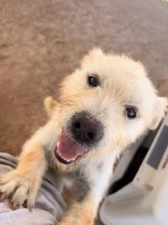 Gasper, Adoptable, Adult Male Terrier.