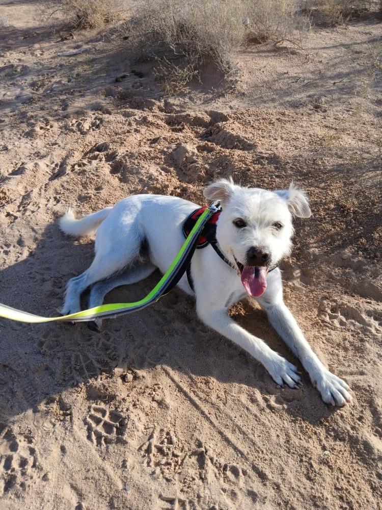 Enlarge Gasper, a Adoptable mixed breed in Puerto Penasco, SON image 4/4