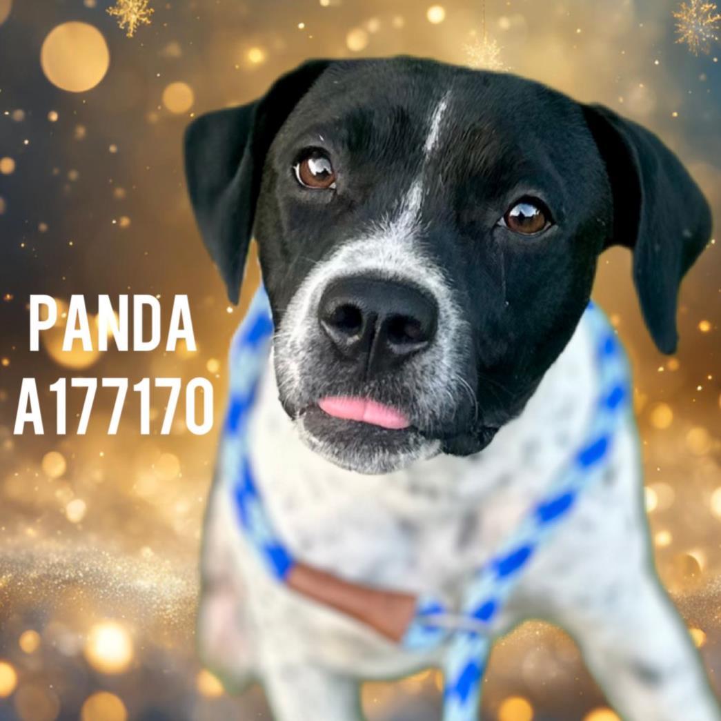 PANDA, Adoptable, Young Female English Coonhound & Mixed Breed.