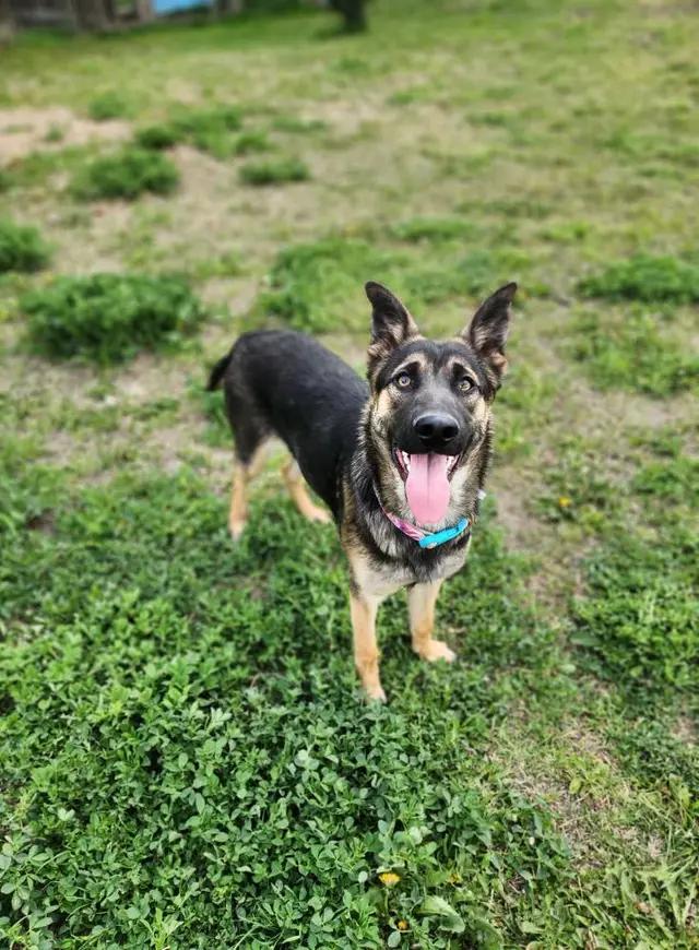 Sassafras, a Adoptable mixed breed in West Richland, WA image 1/3