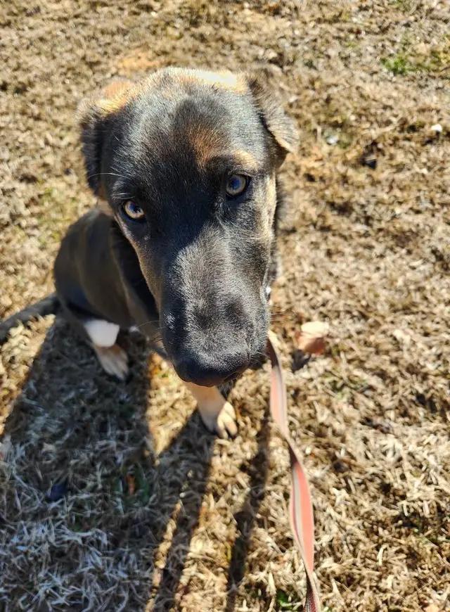 Sassafras, a Adoptable mixed breed in West Richland, WA image 2/3