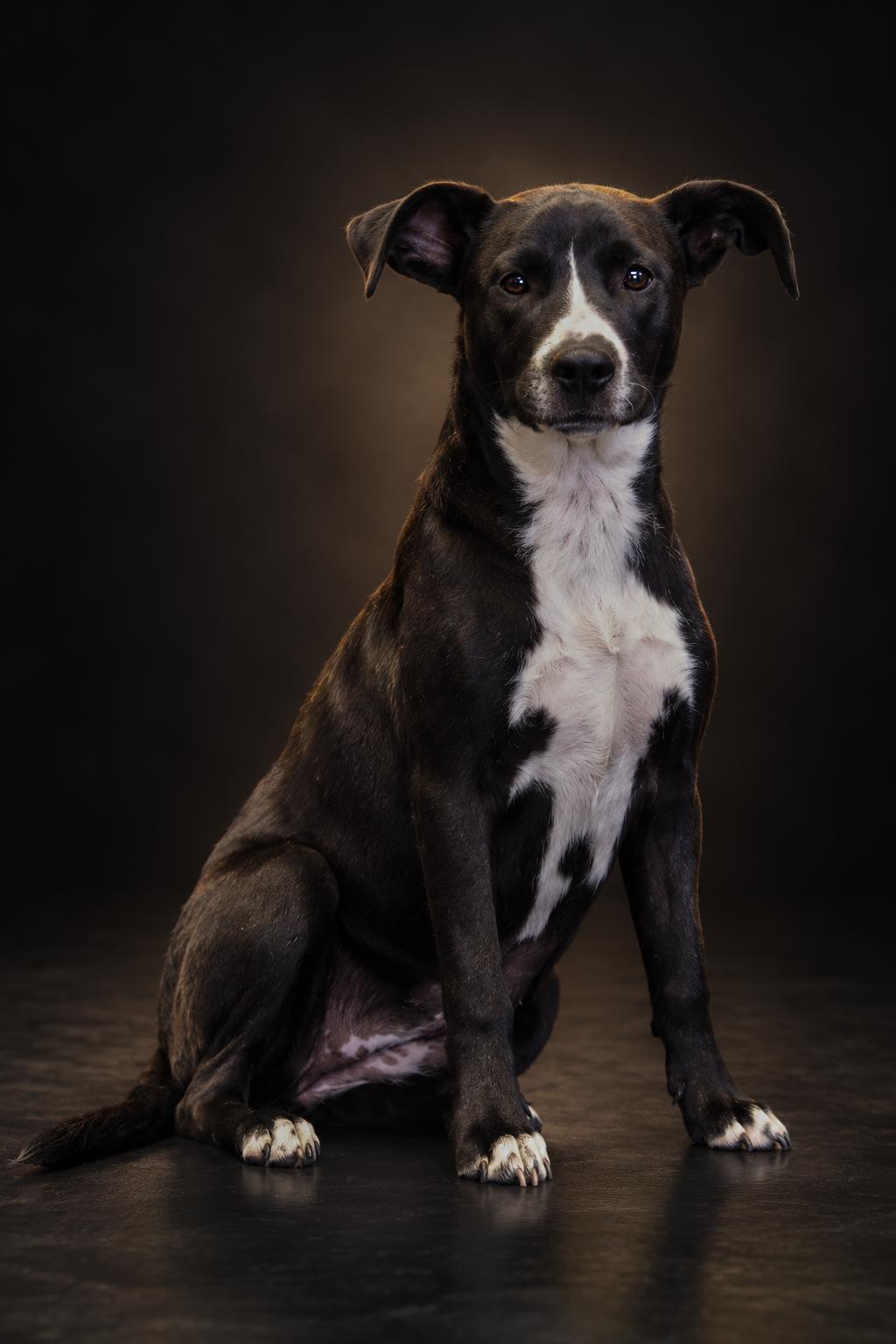 Enlarge Mellon, a Adoptable mixed breed in Manhattan, MT image 1/1