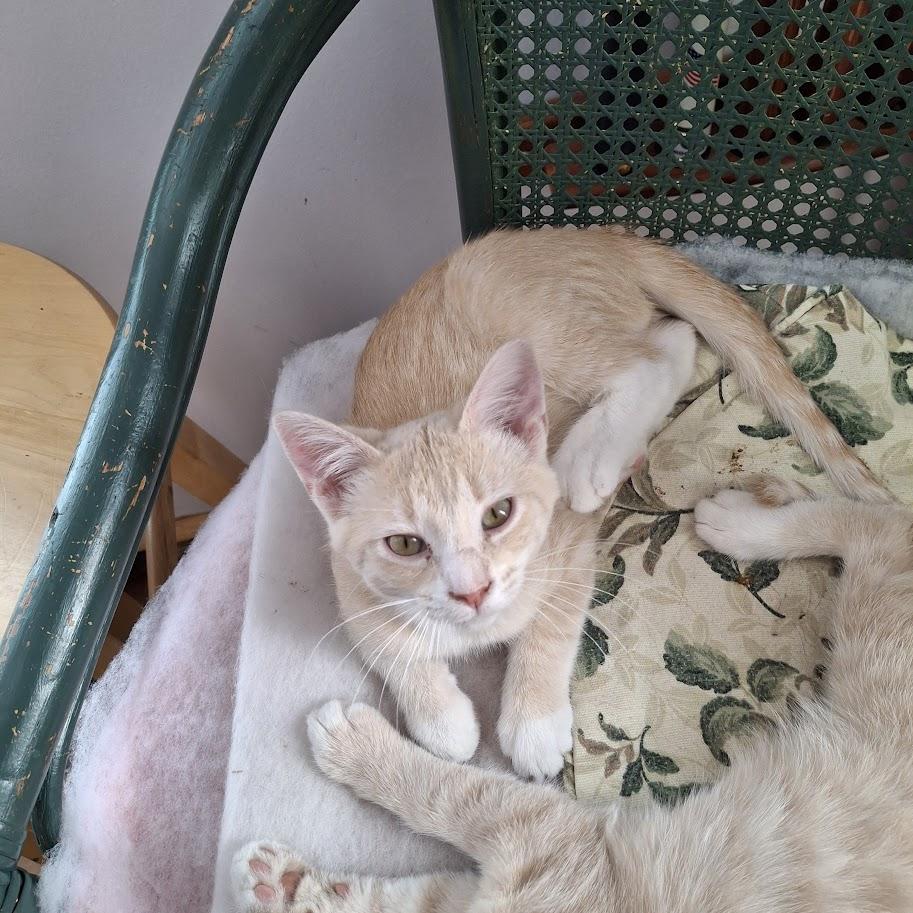 Enlarge Freddie, a Adoptable Domestic Short Hair in Minneapolis, MN image 2/4