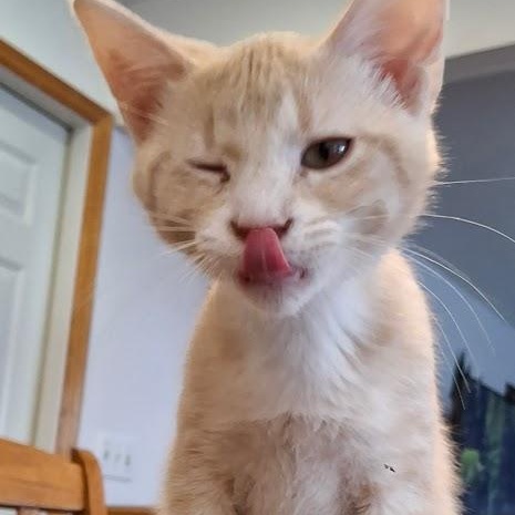 Enlarge Freddie, a Adoptable Domestic Short Hair in Minneapolis, MN image 3/4