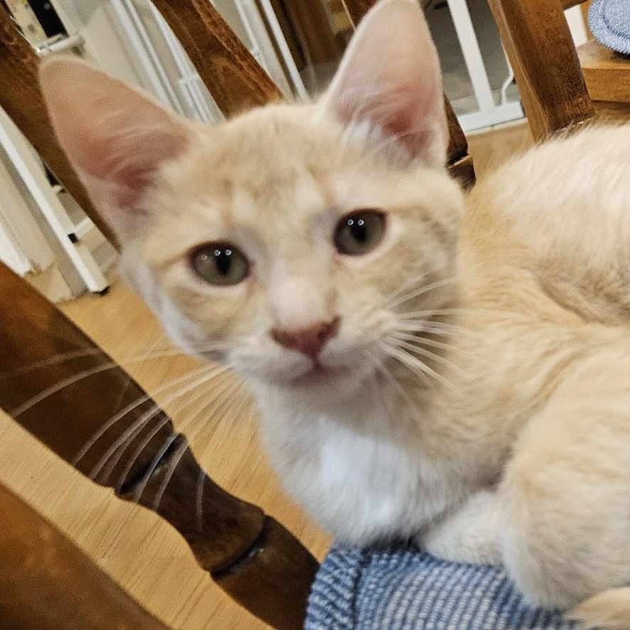 Enlarge Freddie, a Adoptable Domestic Short Hair in Minneapolis, MN image 4/4