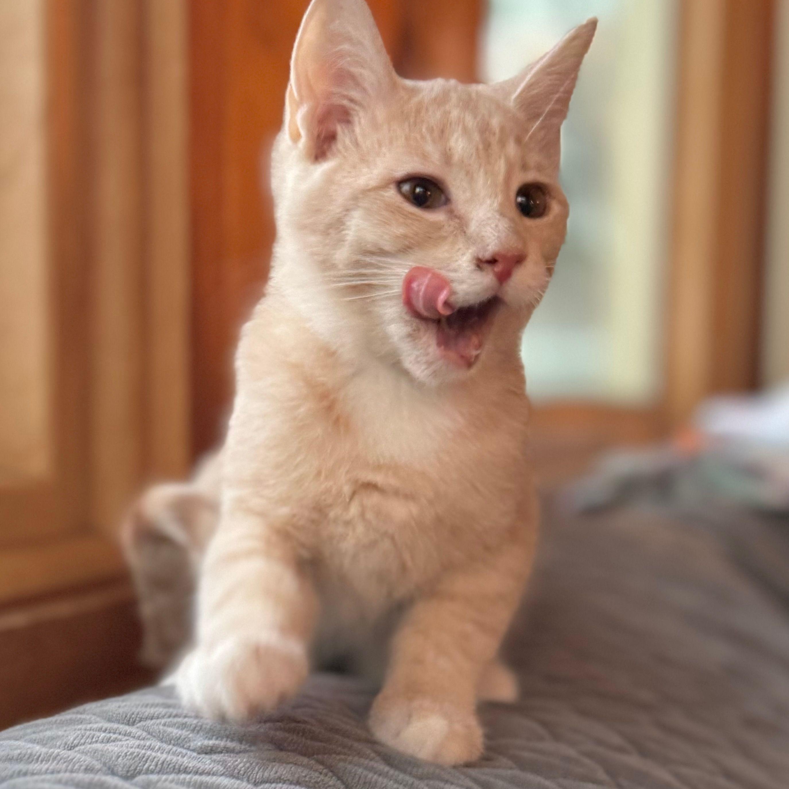 Enlarge Freddie, a Adoptable Domestic Short Hair in Minneapolis, MN image 1/4