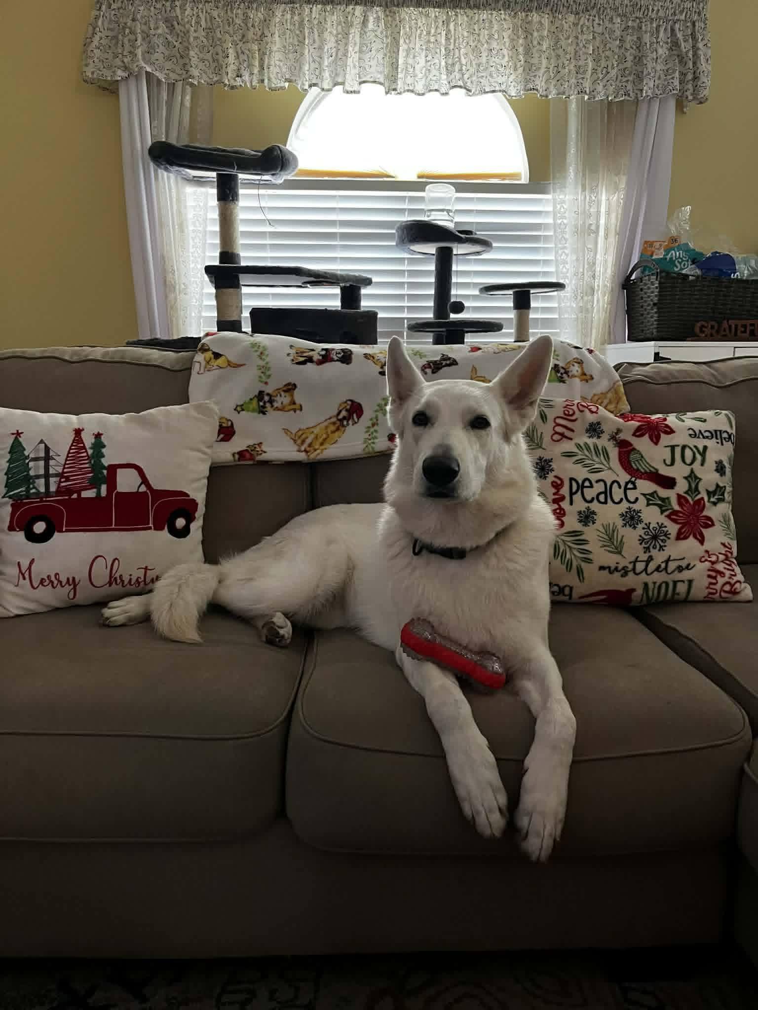 Cloud, an adopted White German Shepherd in New Smyrna Beach, FL image 2/3