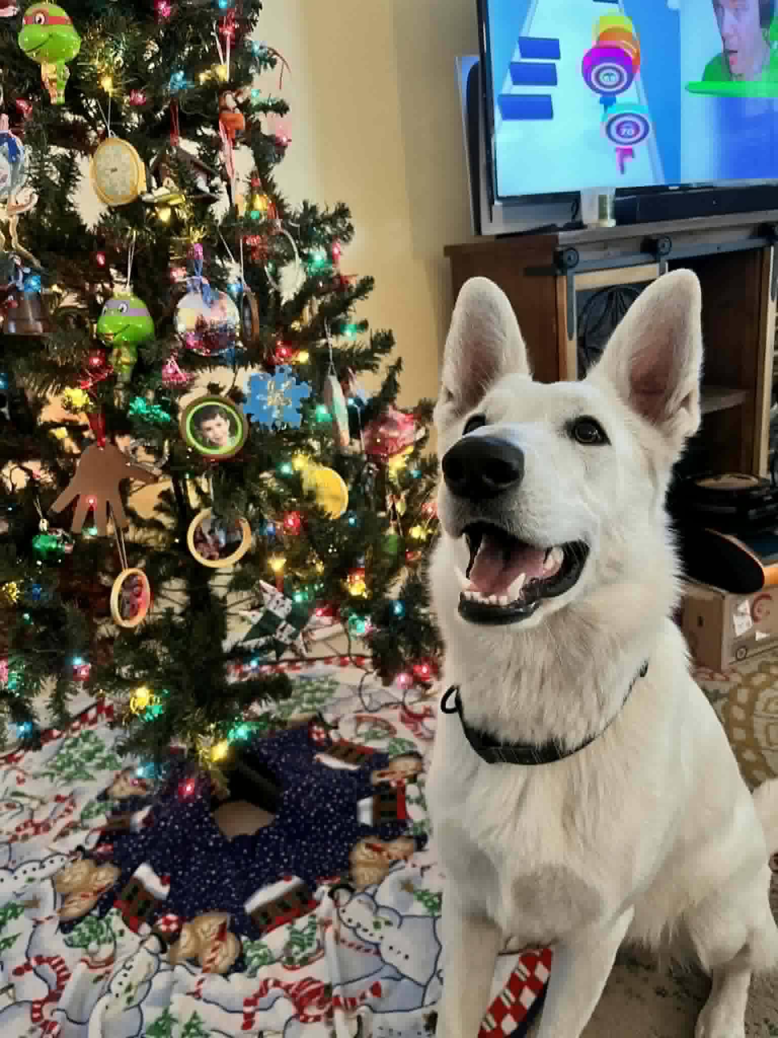 Cloud, an adopted White German Shepherd in New Smyrna Beach, FL image 1/3