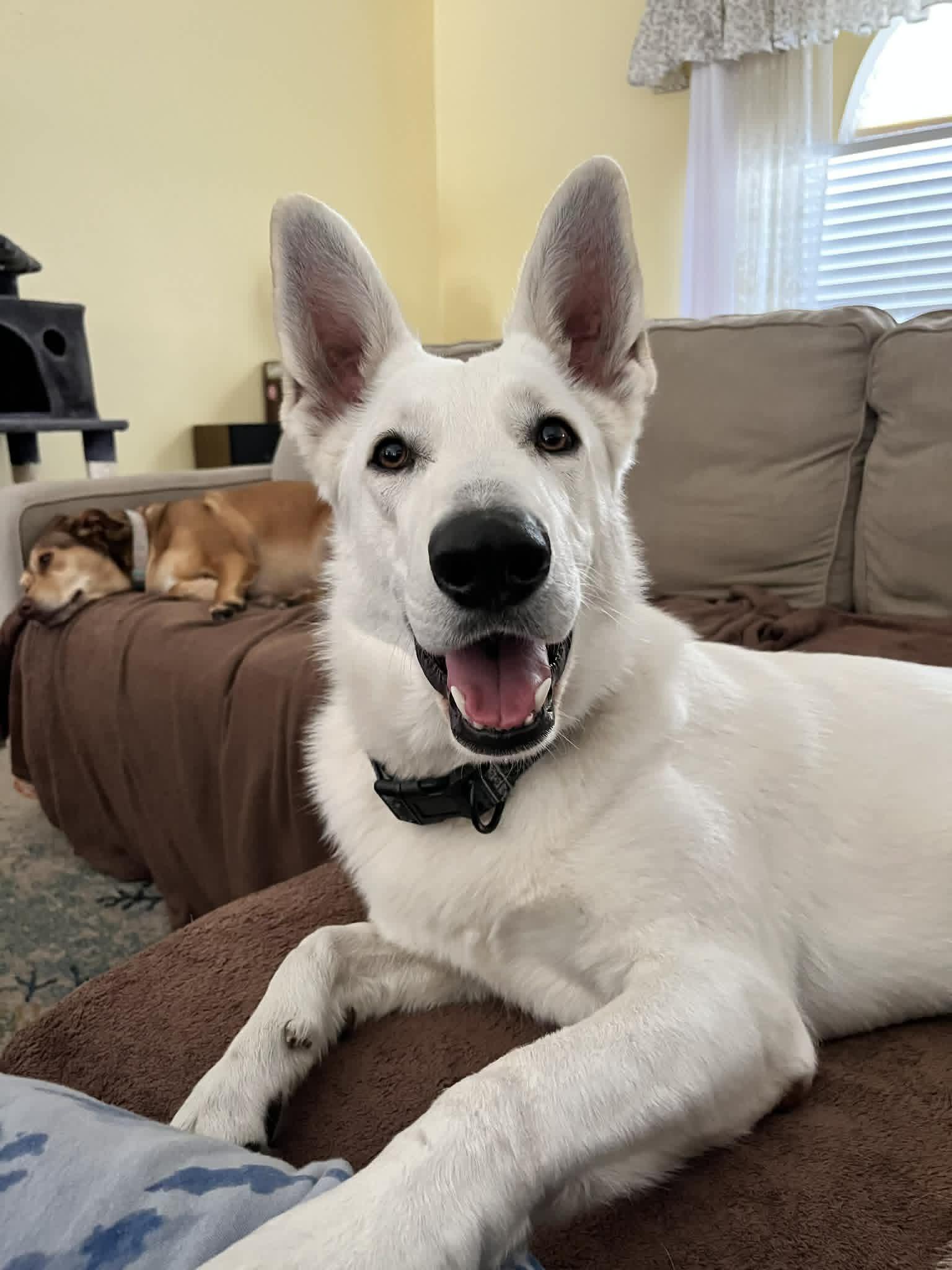 Cloud, an adopted White German Shepherd in New Smyrna Beach, FL image 3/3