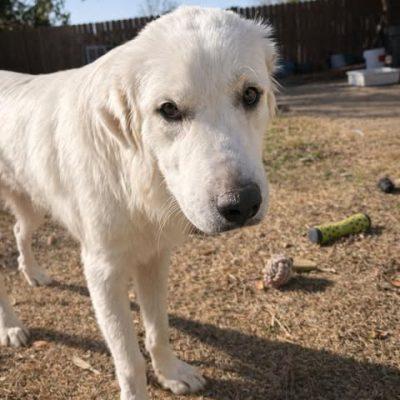 Enlarge Angelo, an adopted mixed breed in Vernon, CT image 3/6
