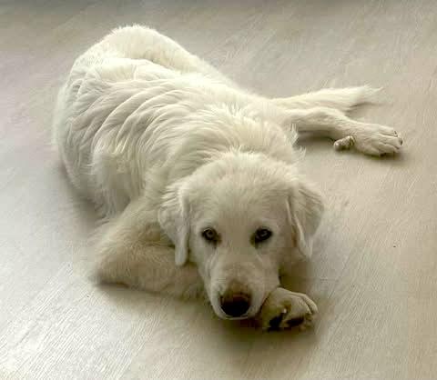 Angelo, adopted, Puppy Male Great Pyrenees.