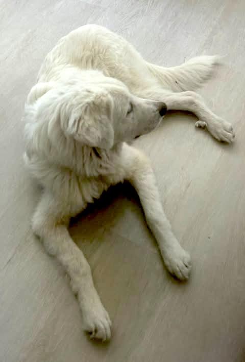 Enlarge Angelo, an adopted mixed breed in Vernon, CT image 2/6