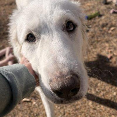 Enlarge Angelo, an adopted mixed breed in Vernon, CT image 5/6