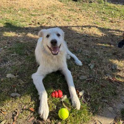 Enlarge Angelo, an adopted mixed breed in Vernon, CT image 4/6