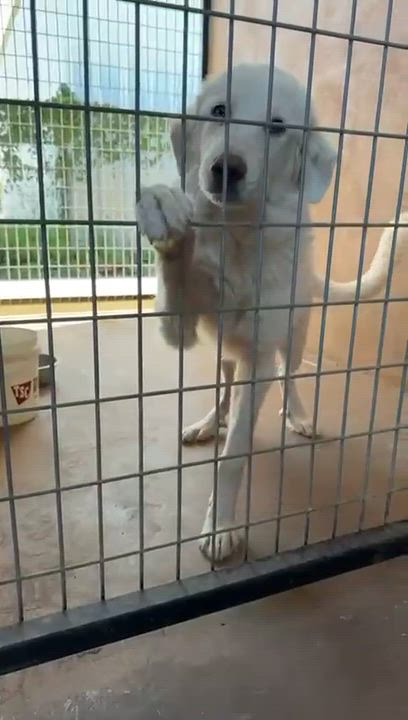 Enlarge Angelo, an adopted mixed breed in Vernon, CT video 6/6