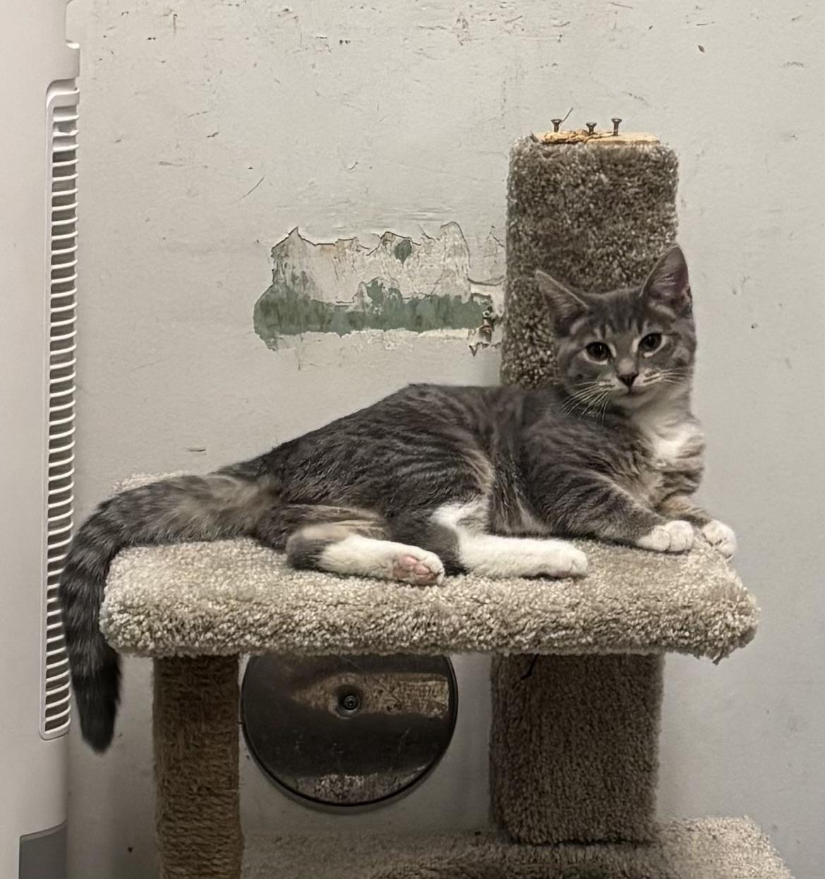 Enlarge Amelie , a ADOPTABLE Domestic Short Hair in Bensalem, PA image 2/4