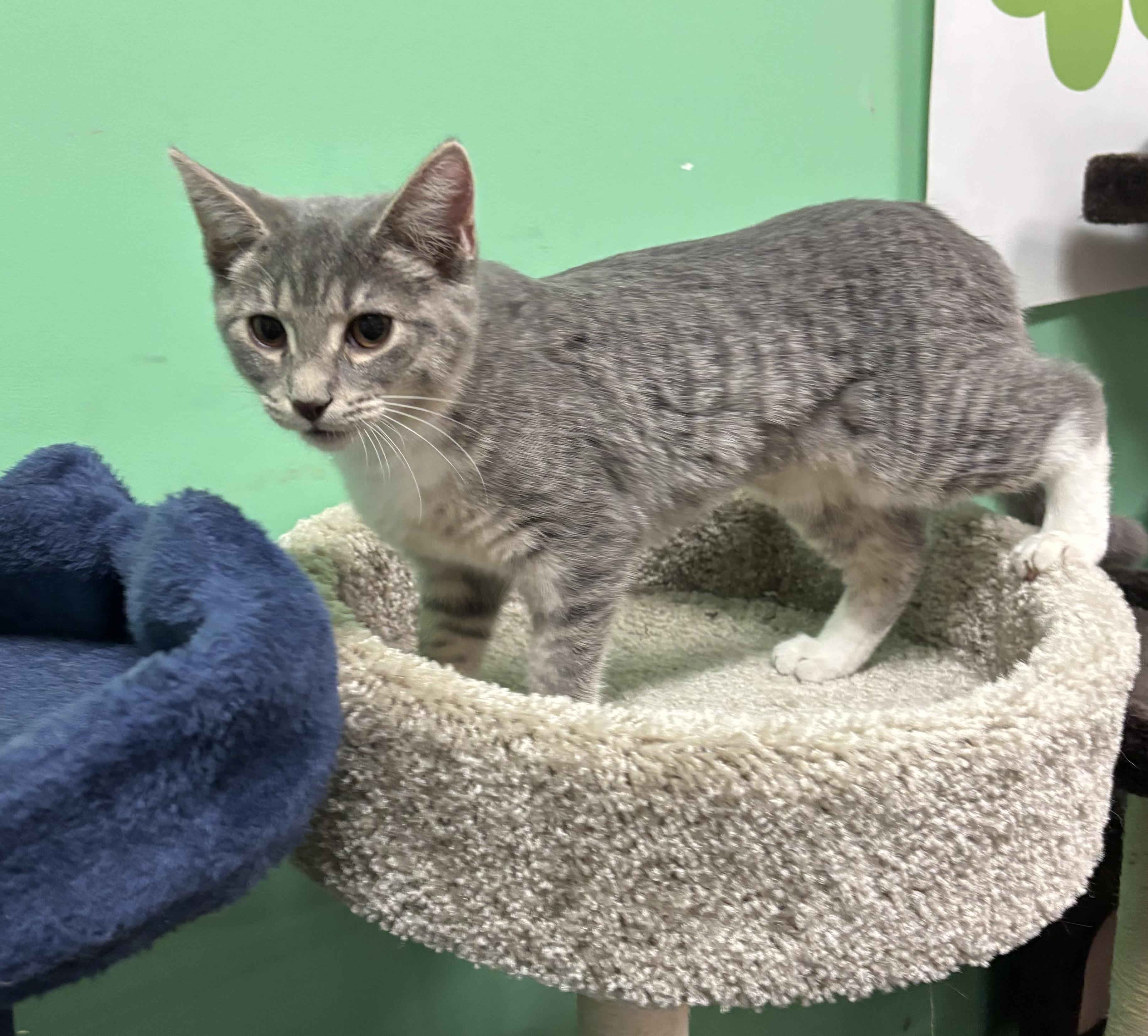 Enlarge Amelie , a ADOPTABLE Domestic Short Hair in Bensalem, PA image 3/4