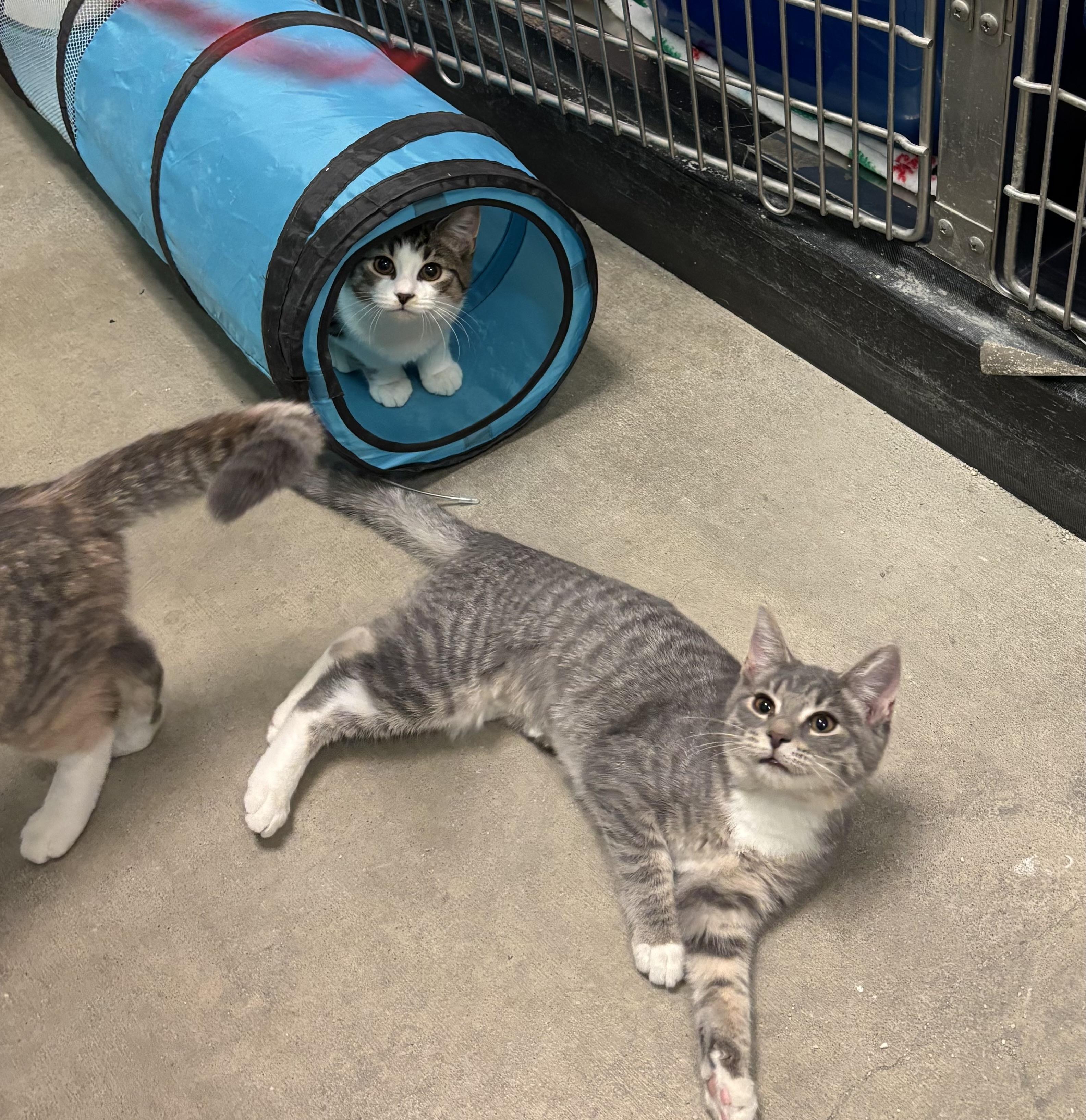 Enlarge Amelie , a ADOPTABLE Domestic Short Hair in Bensalem, PA image 4/4