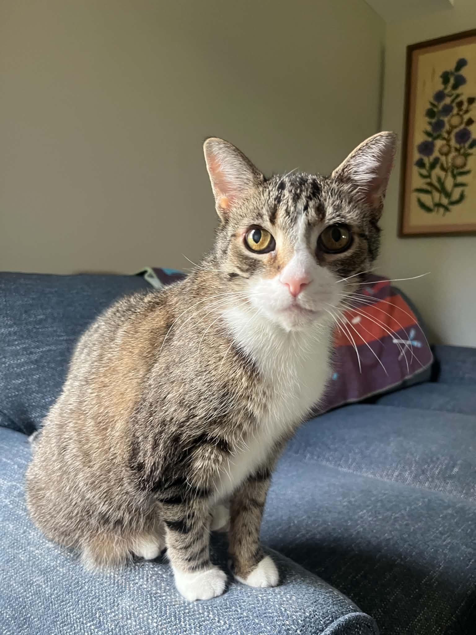 Enlarge Rosalie, a ADOPTABLE Domestic Short Hair in Brantford, ON image 6/6