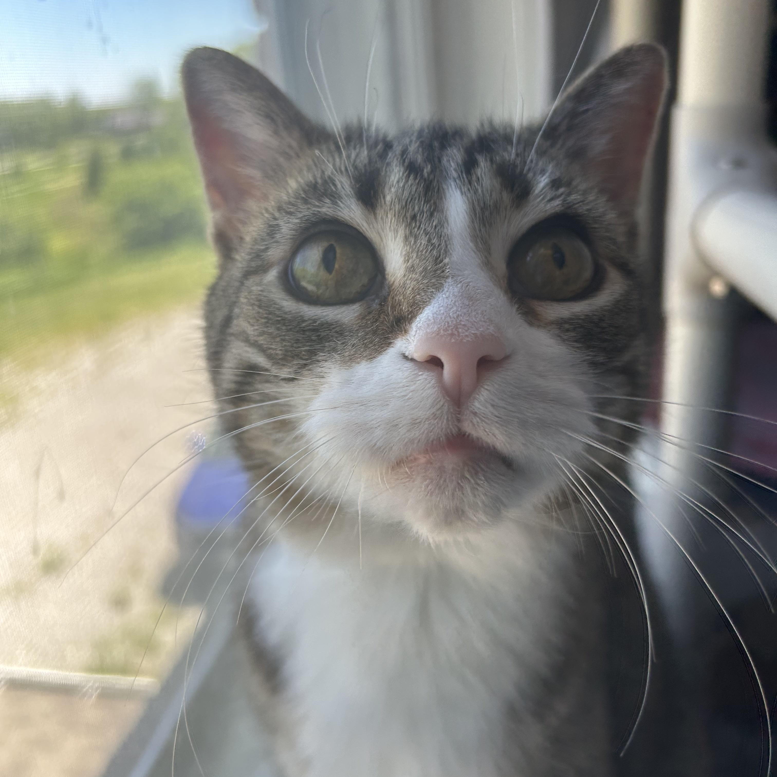 Rosalie, a ADOPTABLE Domestic Short Hair in Brantford, ON image 2/6