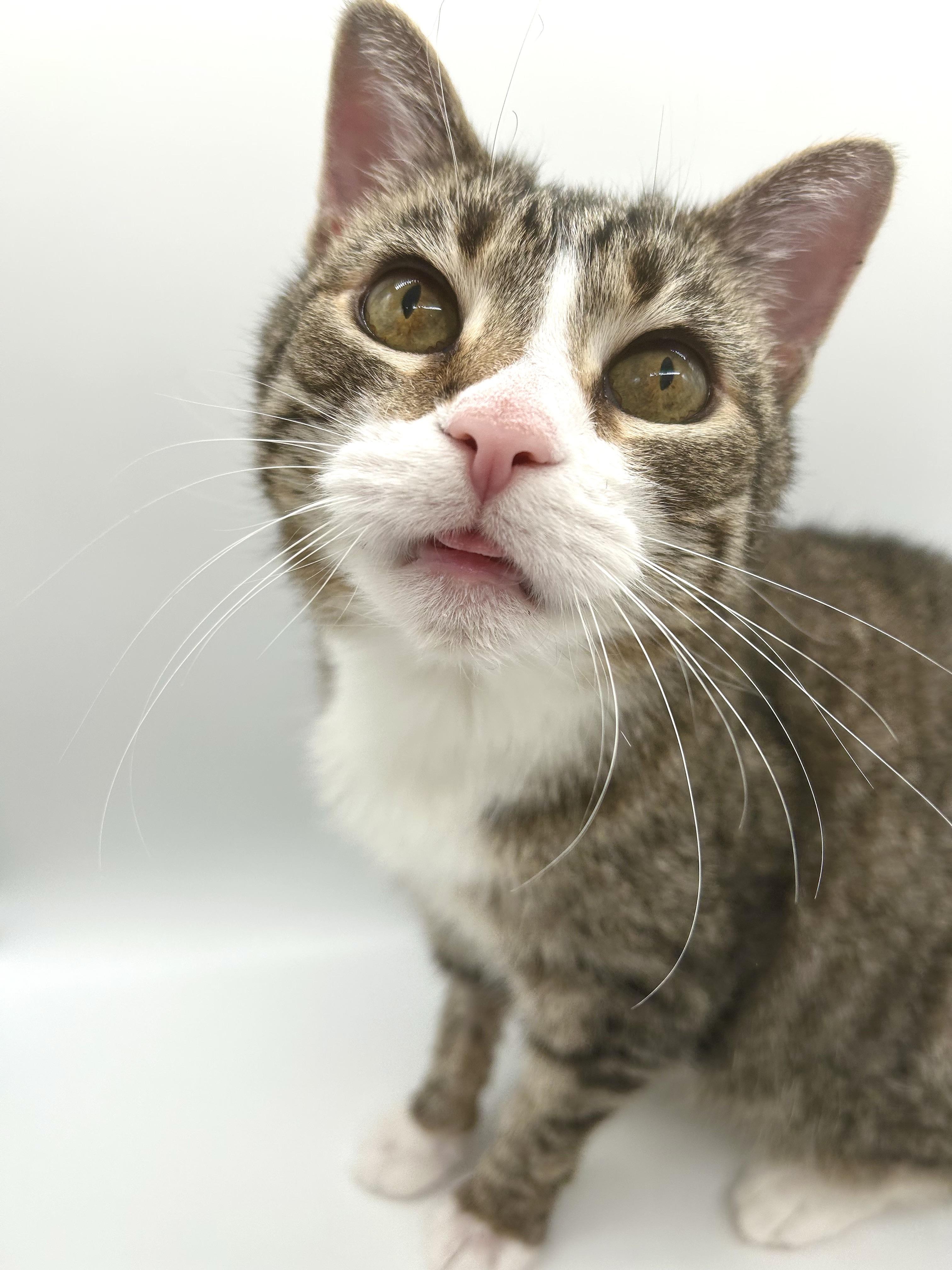 Rosalie, a ADOPTABLE Domestic Short Hair in Brantford, ON image 3/6